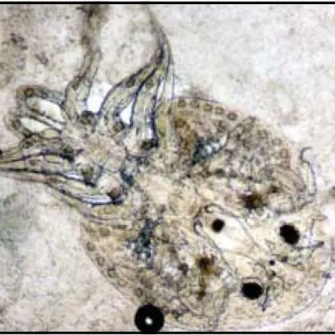 thumbnail for publication: Common Freshwater Fish Parasites Pictorial Guide: Crustaceans